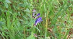 Scutellaria strigillosa