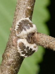 Eriococcus spurius