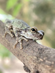 Hyla japonica