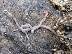 Maculaura cerebrosa