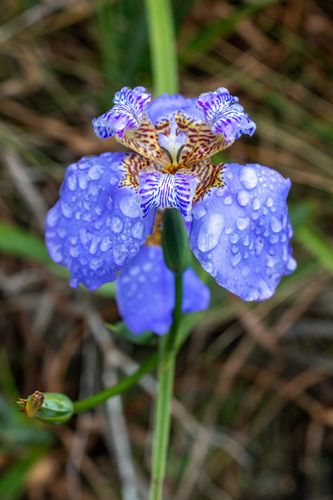 Trimezia coerulea