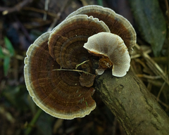 Trametes variegata
