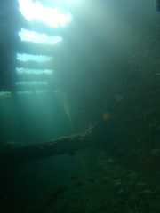 Chloroscombrus orqueta