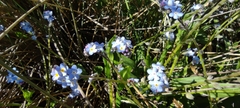 Myosotis decumbens