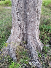Coccoloba pubescens