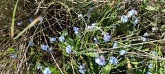 Myosotis decumbens