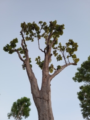 Coccoloba pubescens