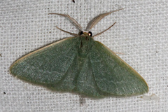 Chlorocoma tachypora