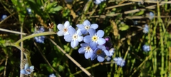 Myosotis decumbens