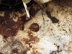 Traskorchestia traskiana