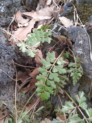 Asplenium praemorsum