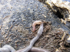 Maculaura cerebrosa