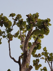 Coccoloba pubescens