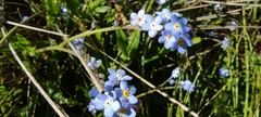 Myosotis decumbens