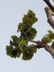 Coccoloba pubescens
