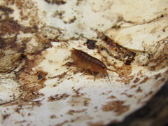 Traskorchestia traskiana