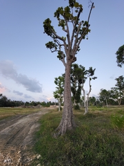 Coccoloba pubescens