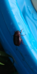 Phyllophaga anxia