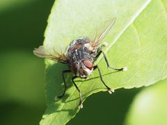 Blepharipa pratensis