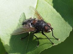 Blepharipa pratensis