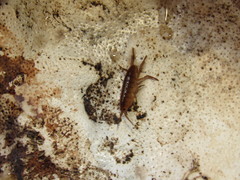 Traskorchestia traskiana