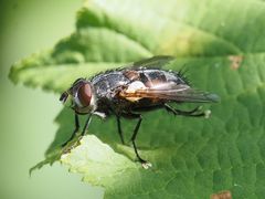 Blepharipa pratensis