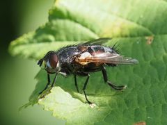 Blepharipa pratensis