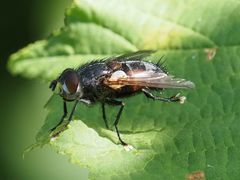 Blepharipa pratensis