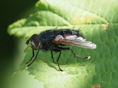 Blepharipa pratensis