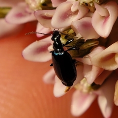 Lebia viridis
