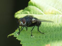 Blepharipa pratensis