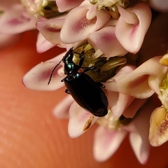 Lebia viridis