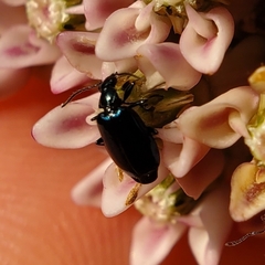 Lebia viridis