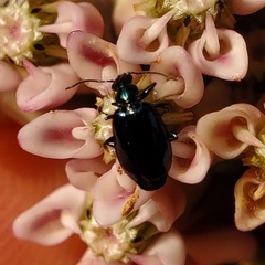 Lebia viridis