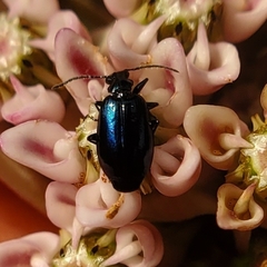 Lebia viridis