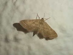 Idaea fractilineata