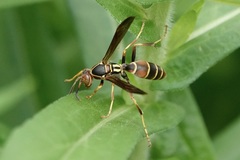 Polistes dorsalis dorsalis