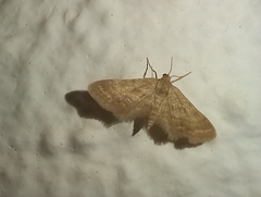 Idaea fractilineata