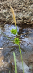 Carex mairei