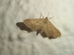 Idaea fractilineata