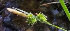 Carex mairei