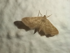 Idaea fractilineata