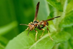 Polistes dorsalis dorsalis