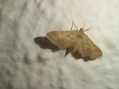 Idaea fractilineata