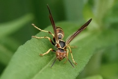 Polistes dorsalis dorsalis