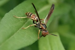Polistes dorsalis dorsalis