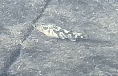 Cyprinodon variegatus