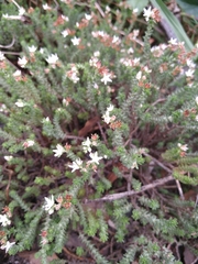 Sedum moranense