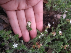 Sedum moranense