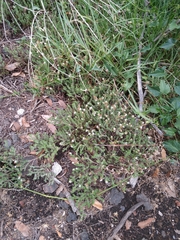 Sedum moranense